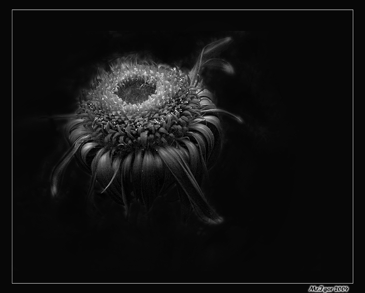 Dark etude