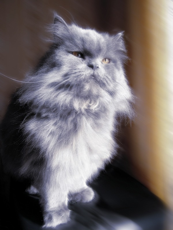 Призрачный кот