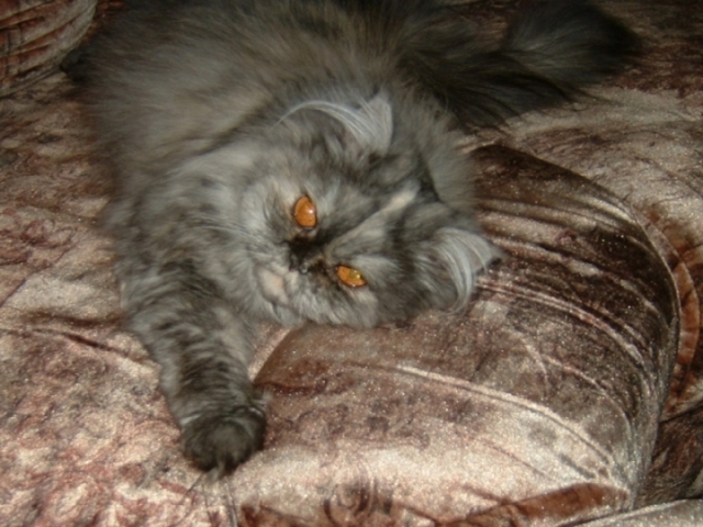 Вот такая вот кошка