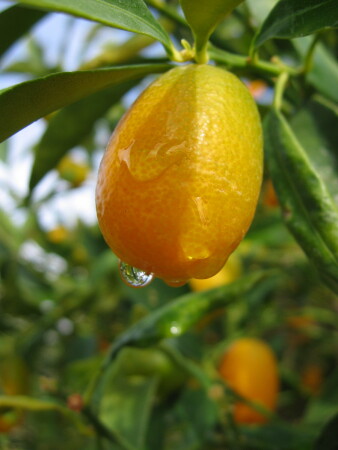 После дождя