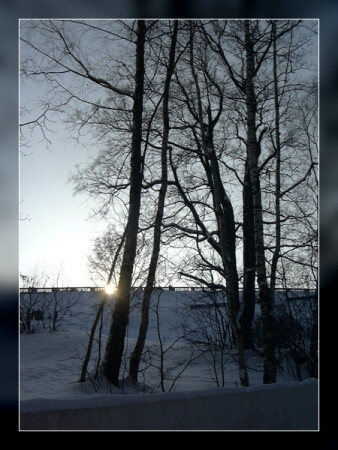 Черные березы