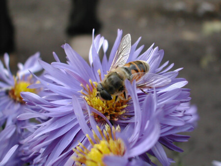 Осенняя Пчелка