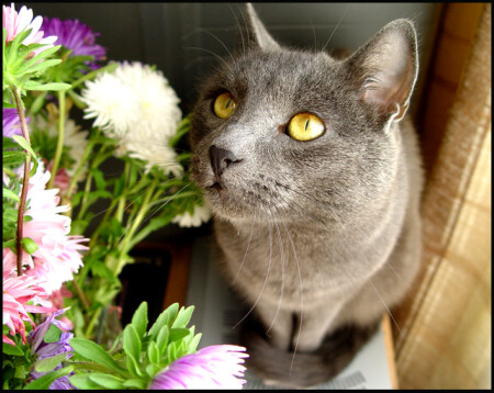 Жалобный котёнок в цветах!