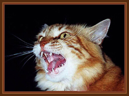 Я тоже ТИГР...маленький,но саблезубый!