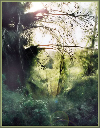 Изумрудный лес