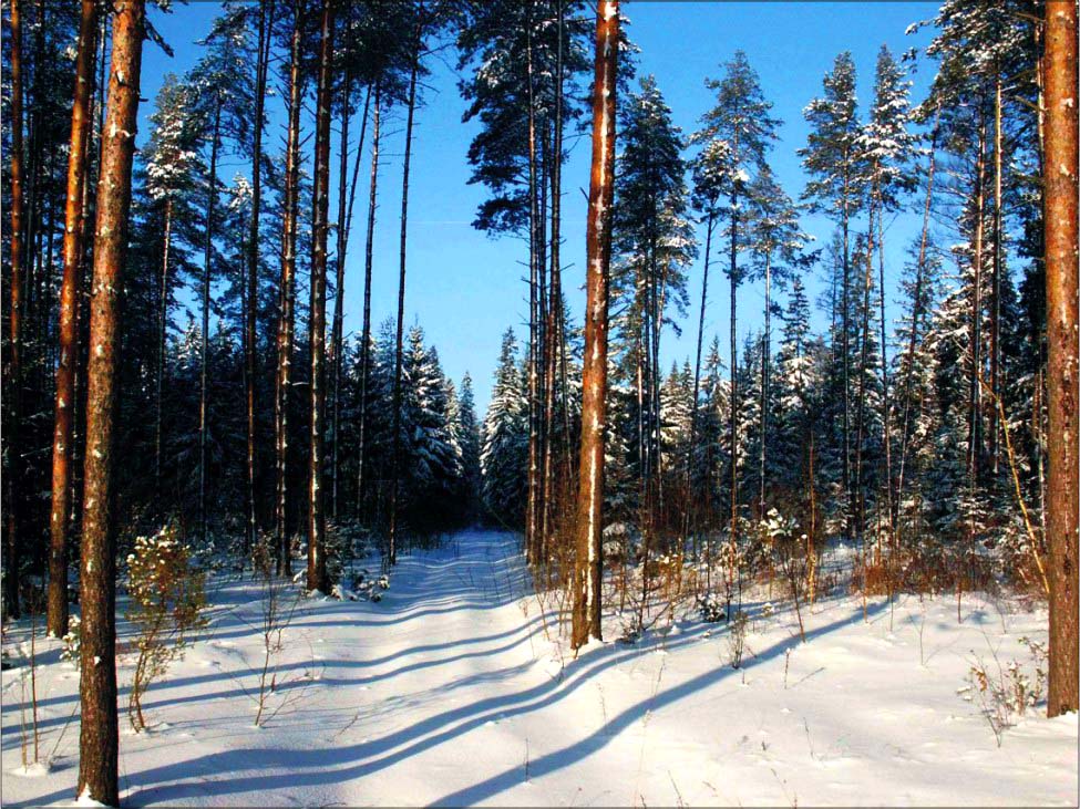 Зимний лес 