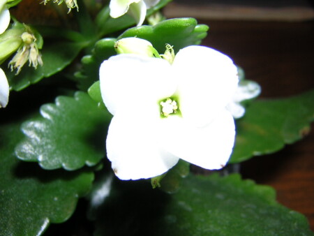 цветковое свечение