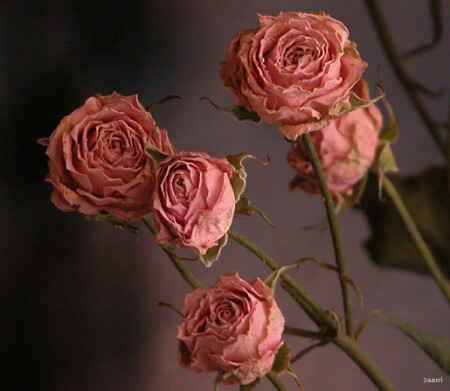 Roses