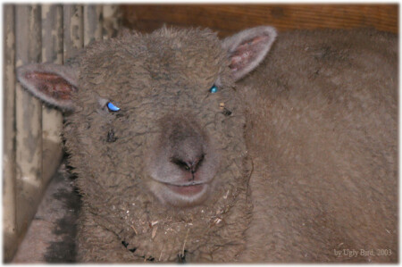 Terminator-IV: Rise of the Sheep