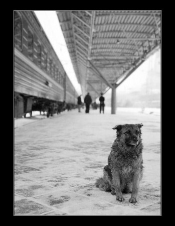 Самарская дорожная/4/