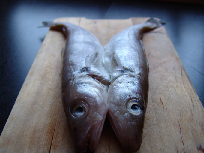 The fish