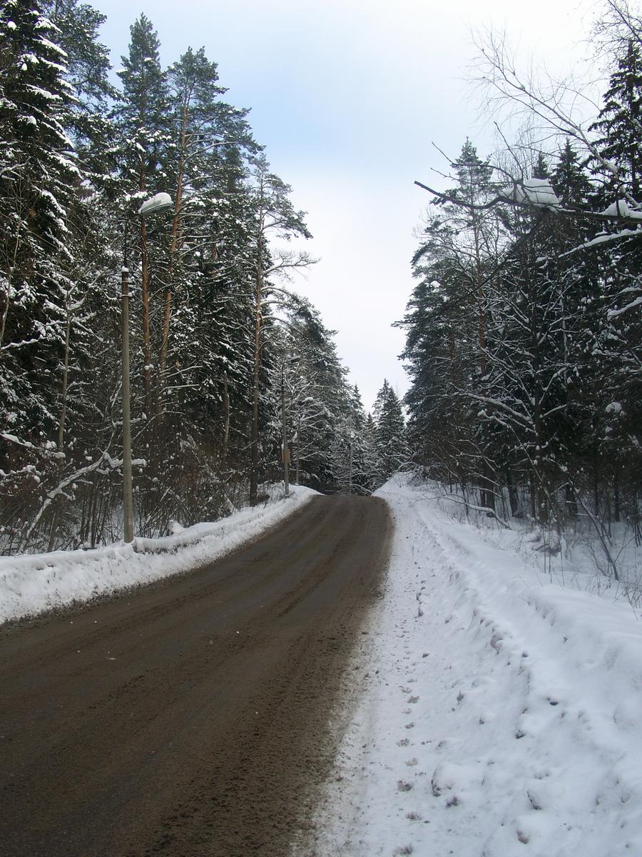 Дорога в лес