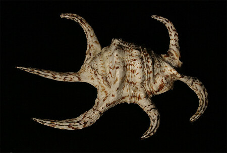 чужой (часть 1)