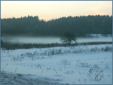 Самое одинокое дерево