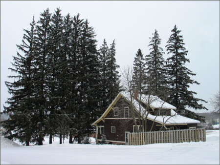 Дом под деревьями