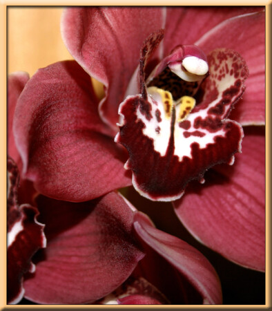 Этюд в багровых тонах