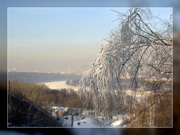 Белая береза