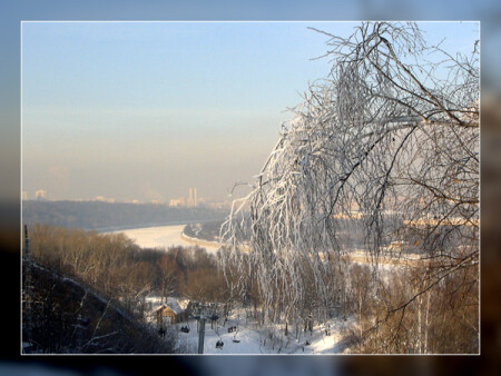 Белая береза