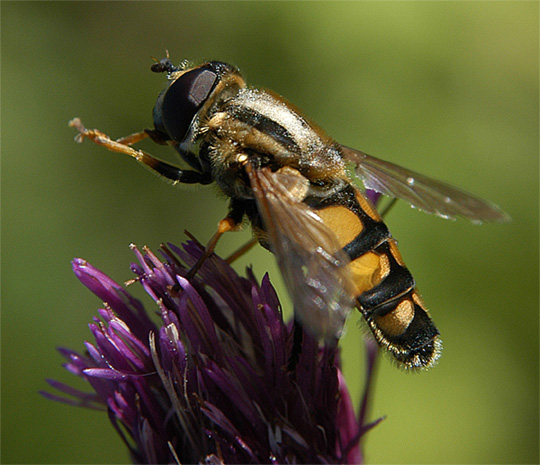bee
