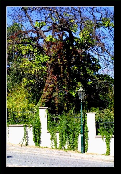 Old garden