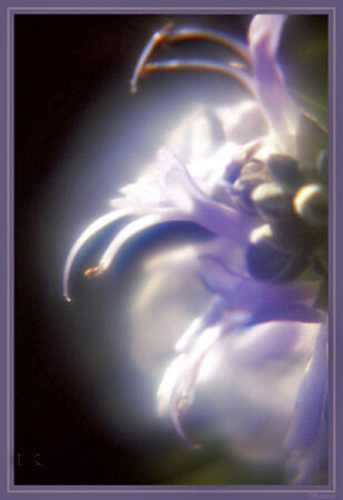 Волшебство природы ... или Спи сладко,фея...