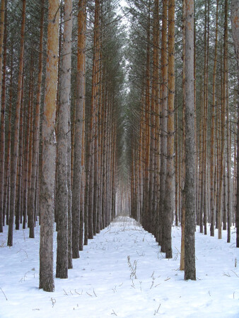Смирно
