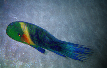 Губан-метлохвост