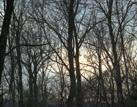 Ветви дерев