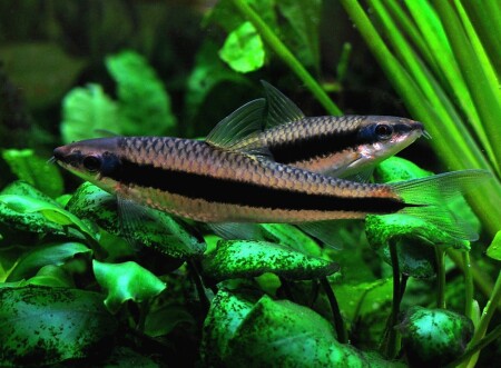 Друзья-водорослееды