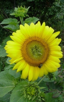 Немного солнышка