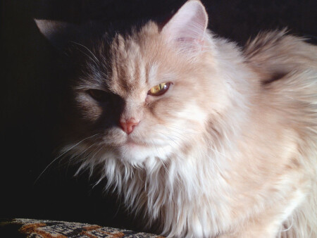 кот