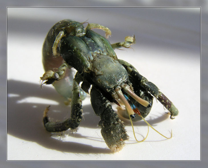 Коррида