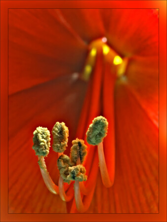 On stamens