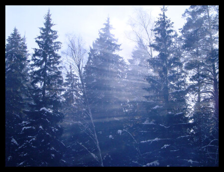 Лучи