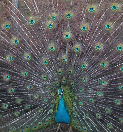 Мужик