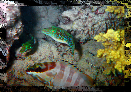 Ах, арлекино...