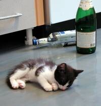 Бодун крепчал...