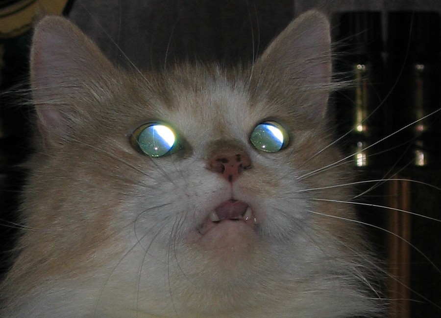 Glazki