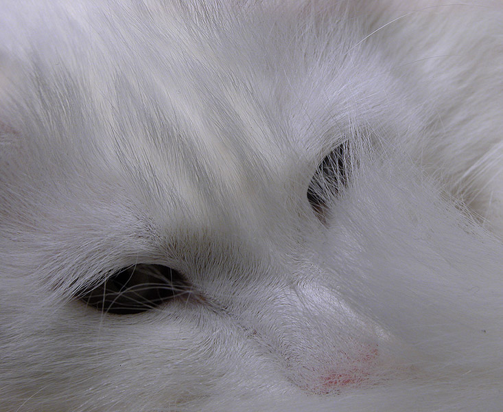 Котография