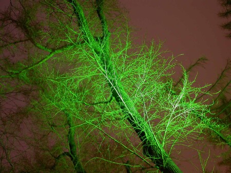 Зеленое дерево