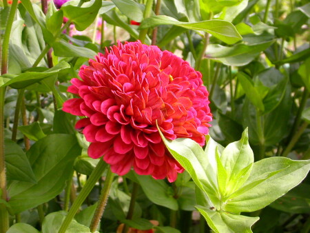 однолетник жив