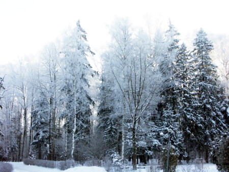 Морозное утро