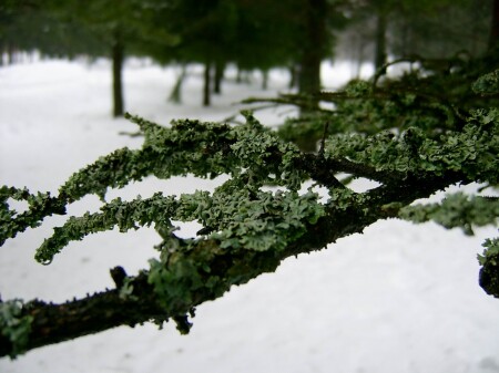 Грибы на ветке