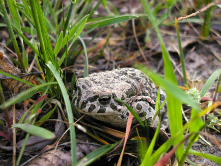 Царевна-лягушка