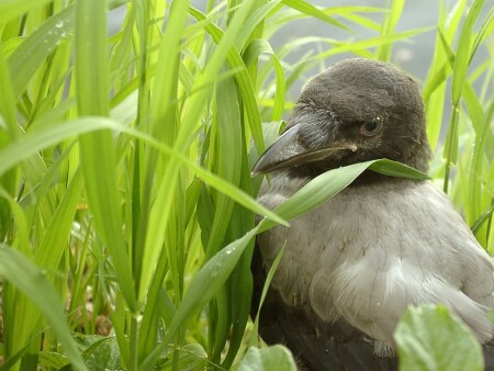Вороненок - житель озера