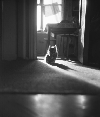 Солнечный котенок