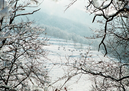 на лугу пасутся ко...