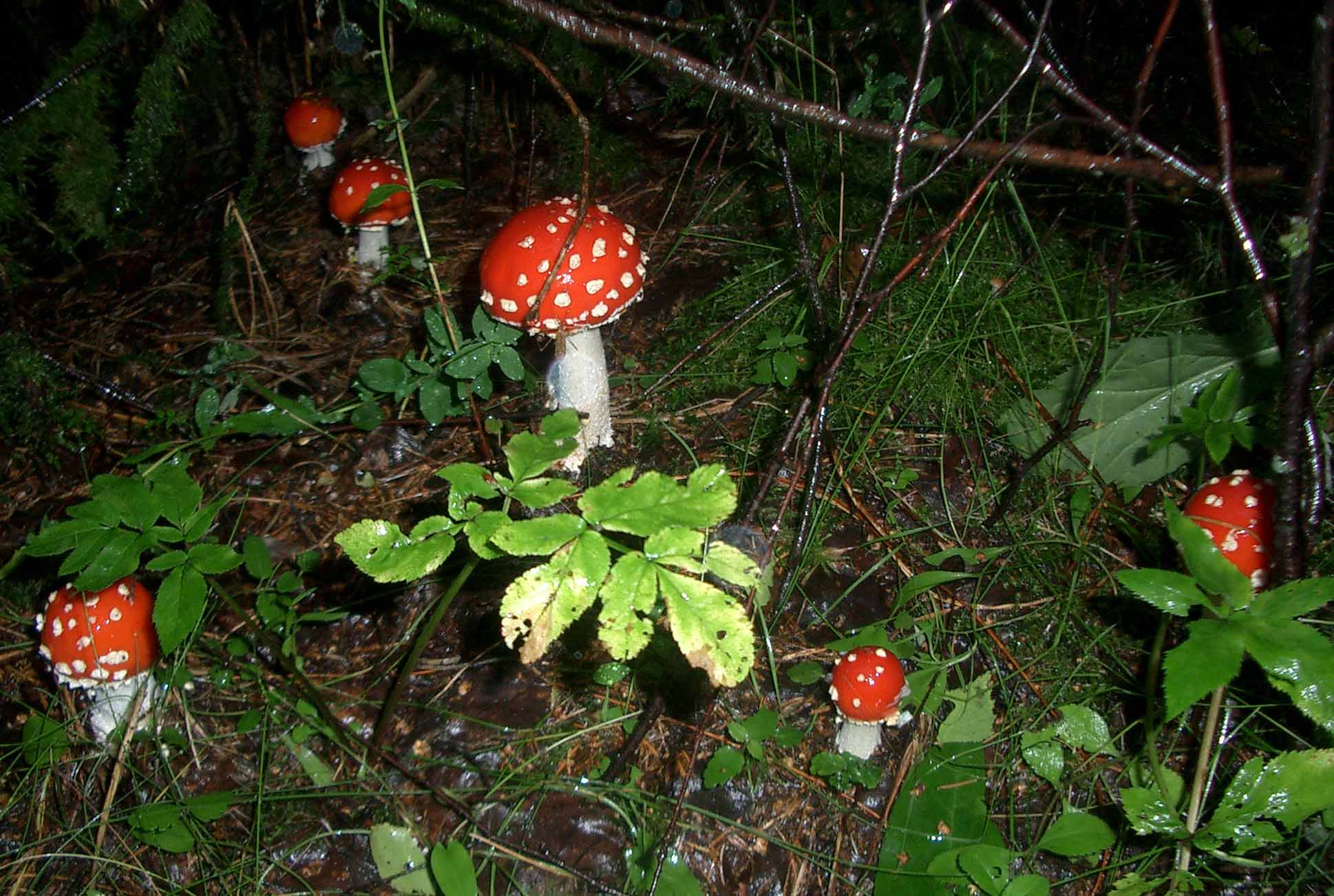 Семья