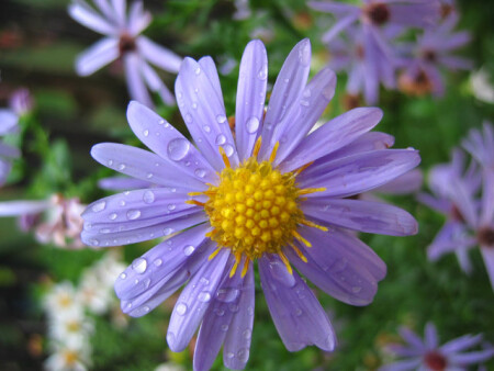 После дождя