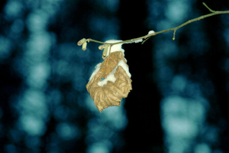 3 января. Зима. Похмелье